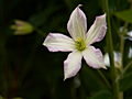 Clematis viticella Little Nell IMG_7169 Powojnik